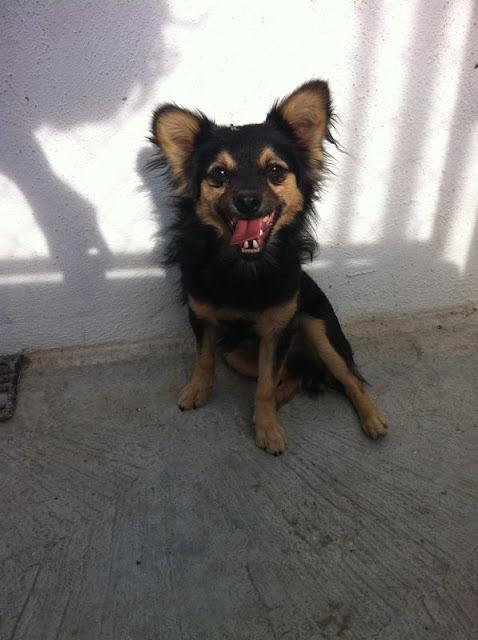 Perrito pequeño en la perrera de Jaen.