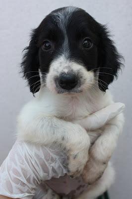 EDDIE, precioso cachorrito cruce de bretón.