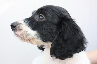 EDDIE, precioso cachorrito cruce de bretón.