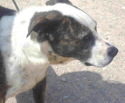 Una grandona tranquilota, cinco meses en la perrera. (Valencia)