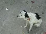 Perrita malviviendo calle, ACOGIDA ADOPCIÓN. (SEVILLA)