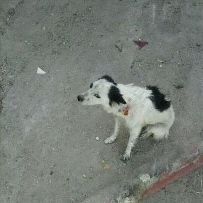 Perrita malviviendo en la calle, ACOGIDA O ADOPCIÓN. (SEVILLA)