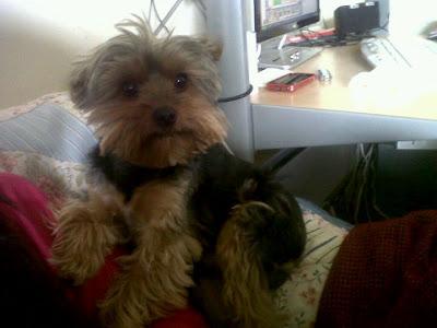 Perdido yorkshire, zona de Barqueta. (Sevilla)