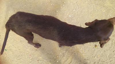Abuelito en la calle. MUY URGENTE. (Huelva)
