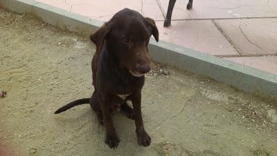 Abuelito en la calle. MUY URGENTE. (Huelva)