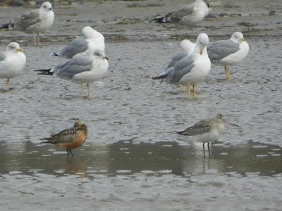 Gaviota sombría noruega y nuevos limícolas