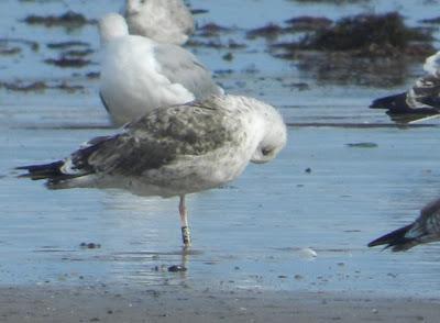 Gaviota sombría noruega y nuevos limícolas