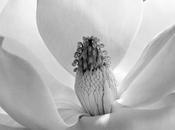 Imogen Cunningham Fundación Mapfre