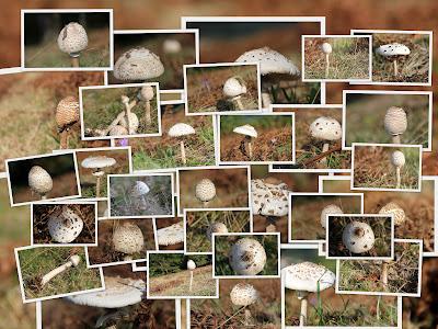 Udazken hasiera, otoño en Gaztelumendi