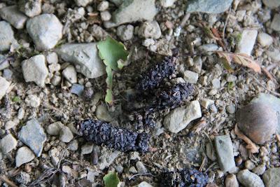 Udazken hasiera, otoño en Gaztelumendi