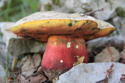 Udazken hasiera, otoño en Gaztelumendi
