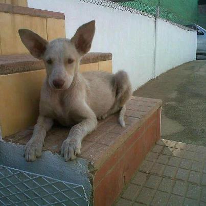 Foto: POR FAVOR, MAXIMA DIFUSION PUBLICAR EN FOROS, WEEBS, TWENTY, FACEBOOK, ANUNCIOS, URGE AYUDAR A NANA   25-9-2012 : A NANA LA ENCONTRAMOS HACE UNOS 10 DIAS EN MITAD DE UN SOLAR EN QUART DE POBLET, VALENCIA. TIENE APROX. 3 MESES. Y SOLO SE LA PUEDE DEFINIR COMO INCREIBLE, ES BUENA, DOCIL, CARIÑOSA, SUMISA, ALEGRE. SE LLEVA BIEN CON GATOS, PERROS, PERSONAS, FAROLAS, JE JE JE, CUANDO ESTABA EN LA CALLE TODO EL MUNDO NOS ANIMO A RESCATARLA, AHORA TODAS ESAS PERSONAS QUE AYUDEN A NANA A ENCONTRAR UN HOGAR.    NO TIENE UN PERO, DE VERDAD, SU CASA DE ACOGIDA NOS LA DESCRIBE COMO BUENISIMA.   A NANA SE LE TERMINA ACOGIDA A FINALES DE SEPTEIMBRE, URGE ENCONTRARLE UN HOGAR YA O ACOGIDA TEMPORAL. ES SOLO UNA BEBITA QUE NECESITA CARIÑO Y ALGUIEN QUE LA CUIDE, SI NO ENCONTRAMOS NADA TENDRA QUE IR AL REFUGIO CON PLAZAS DE PAGO.   Contacto : ALMU : almuadoptasalvaunavida@gmail.com 656882906   www.adoptasalvaunavida.com   Ficha de nana : http://adoptasalvaunavida.com/ficha/504/