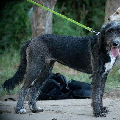 Foto: Cloe es esta cosita que sacamos cuando fuimos a por Zar, vino de regalo porque no contábamos con ella. Pero tan chiquitina y solita con el frío que hace no iba a aguantar en la perrera. Nos dicen que fue recogida en una gasolinera con 2 hermanitos más que ya salieron en adopción y se quedó ella solita. Sólo tiene 8 meses. Es muy espabilada y lista. Ahora mismo está acogida y necesita una familia definitiva que la quiera mucho. Se entrega chipada, desparasitada, vacunada y esterilizada y con contrato de adopción. Contacto: adopciones@apamag.org / 644490072