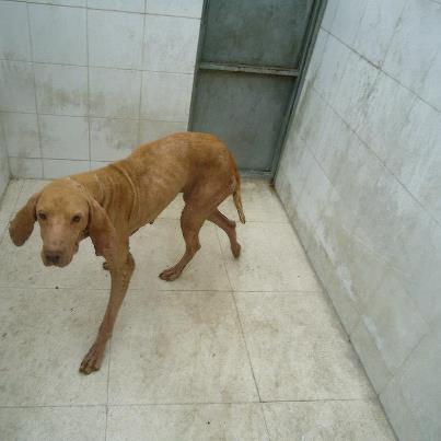 Foto: VESTA ESTA PERRITA HA ENTRADO HOY EN LA PERRERA, HA SIDO RECOGIDA POR LOS LACEROS EN LAS CASAS AISLADAS DE GÉVORA. NO TIENE DIENTES DELANTEROS Y LOS COLMILLOS LOS TIENE LIMADOS. LA HEMOS SACADO RÁPIDAMENTE PARA QUE RECIBA ATENCIÓN VETERINARIA YA QUE TIENE LA PIEL FATAL, SE HA DESCARTADO SARNA Y LEISHMANIA. TIENE UNA DERMATITIS AGUDA SEVERA, SEGURAMENTE SE LE HA INFECTADO POR NO HABERSE TRATADO NUNCA. HA DADO POSITIVO EN FILARIA, POR LO QUE ES URGENTE UNA CASA DE ACOGIDA PARA EMPEZAR EL TRATAMIENTO DE LA PIEL, QUE CONSISTE EN UNOS BAÑOS CON UN CHAMPÚ ESPECIAL Y UNA VEZ CURADA SE EMPEZARÍA CON EL TRATAMIENTO DE LA FILARIA.   VIDEOS: http://youtu.be/4fAWEIyBYOk http://youtu.be/kp7_VFv76Xw  CONTACTO: sosperrerabadajoz@gmail.com