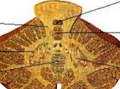 Cerebelo funciones cognitivas