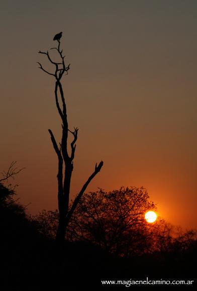 amanecerenbotswana Y llegó el día en que me amigué con los animales