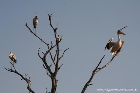 pajarosenSavuti Y llegó el día en que me amigué con los animales