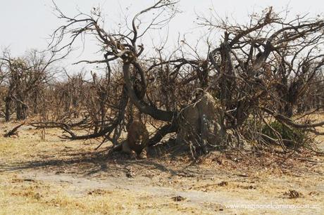 leonenSavuti-Botswana Y llegó el día en que me amigué con los animales