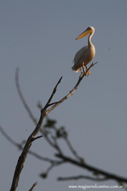 pajarosenSavuti2 Y llegó el día en que me amigué con los animales