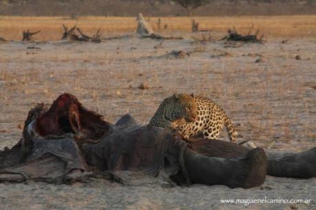leopardocomeelefante-botswana Y llegó el día en que me amigué con los animales