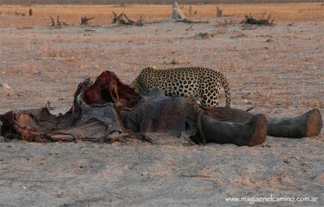 leopardocomiendoelefante2 Y llegó el día en que me amigué con los animales