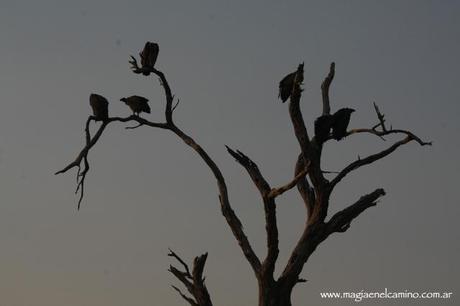 pajarosenchobe Y llegó el día en que me amigué con los animales