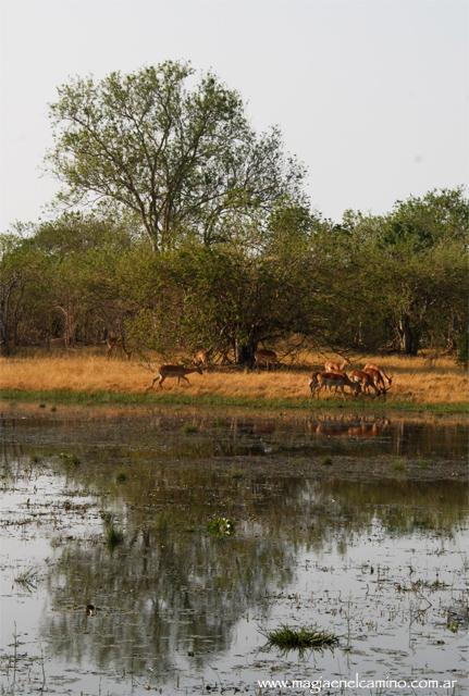aguaenchobe-savuti Y llegó el día en que me amigué con los animales