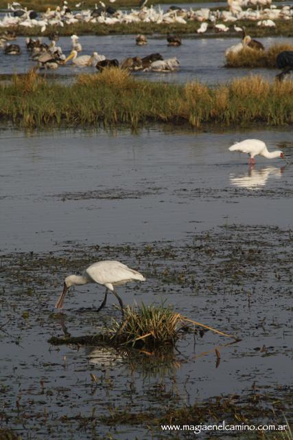 animalesacuaticossavuti Y llegó el día en que me amigué con los animales