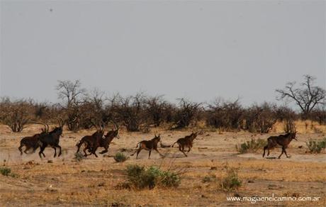 manadaescapandoSavuti Y llegó el día en que me amigué con los animales