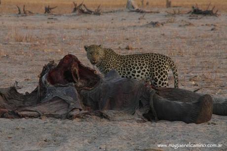 leopardocomiendoelefante Y llegó el día en que me amigué con los animales