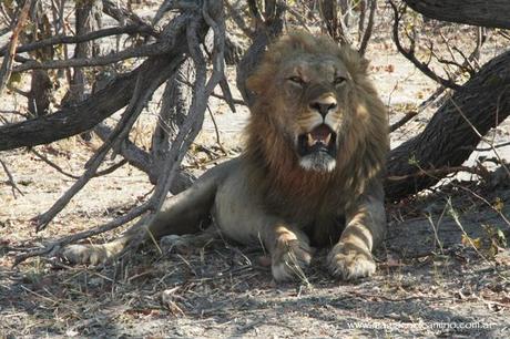 leonenSavuti2-Botswana Y llegó el día en que me amigué con los animales