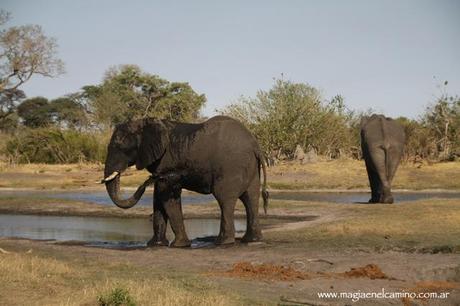 elefantesenchobe-botswana2 Y llegó el día en que me amigué con los animales