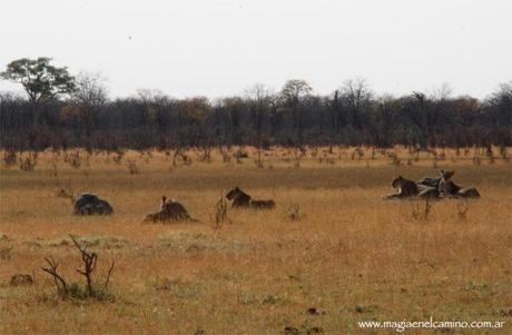 leonasenSavuti-Botswana Y llegó el día en que me amigué con los animales