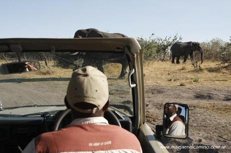 elefantesenchobe-botswana Y llegó el día en que me amigué con los animales