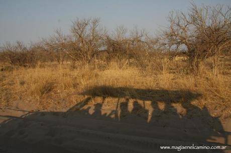 magiaenelcaminodesafari Y llegó el día en que me amigué con los animales