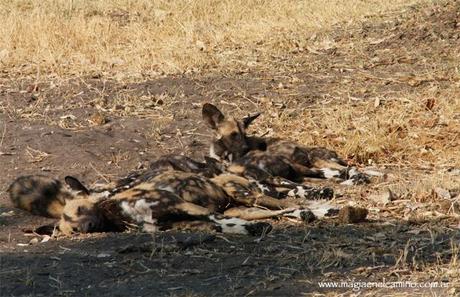 perrossalvajesSavuti Y llegó el día en que me amigué con los animales