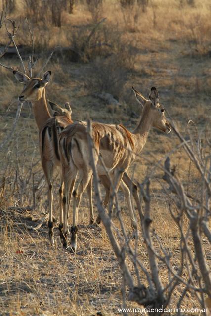 impalas Y llegó el día en que me amigué con los animales