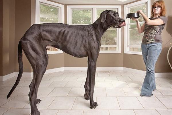 El perro mas alto del mundo