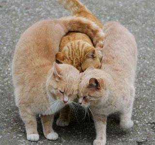 Cualquier sitio es bueno para dormir, pero a veces peligr...