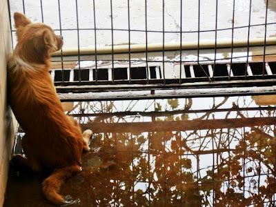 YEYE, EMPAPADO EN LA JAULA SIN UN CENTÍMETRO DE SUELO SECO QUE ALGUIEN LO SAQUE!!!