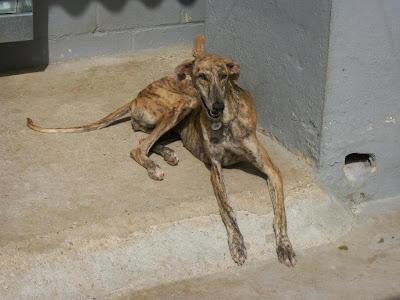 Minako, galgo en la perrera de Sevilla.