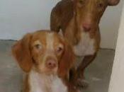 Podenco perrera (Toledo)