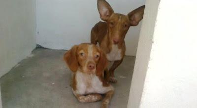PODENCO EN LA PERRERA. (TOLEDO)