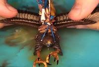 Cómo pintar el Príncipe de los Altos Elfos montado en grifo