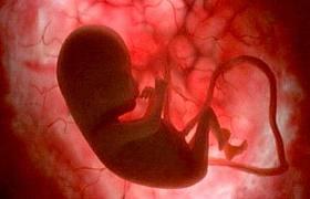 El feto ayudaría al corazón de la madre en la gestación