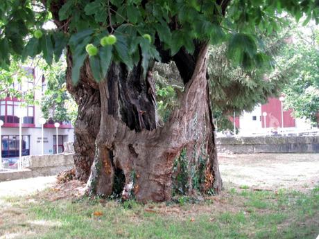 Color y alto rango cinámico para culminar la serie sobre este árbol tan particular