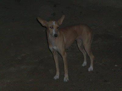 MUY URGENTE!! Podenquita, que sacrifica un cazador.