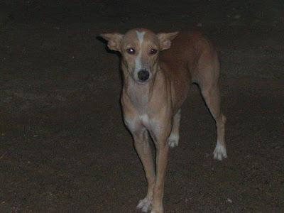 MUY URGENTE!! Podenquita, que sacrifica un cazador.
