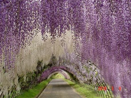 Kawachi Fuji Gardens en Kitakyushu (Japon)