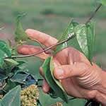 Guaco, eficaz expectorante y contra la tos